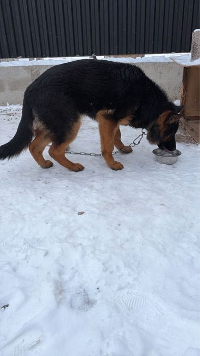 Продам щенка немецкой овчарки