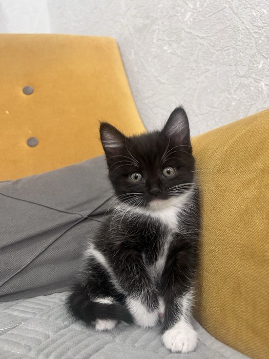 Котята ищут новый дом