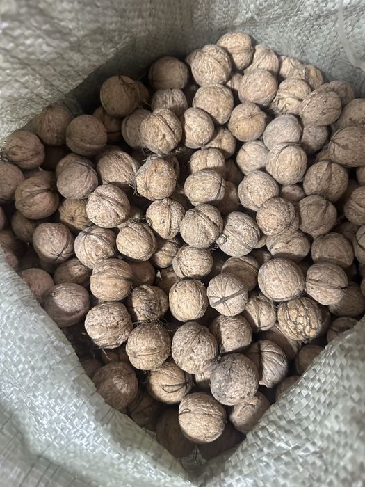Продам грецкие орехи