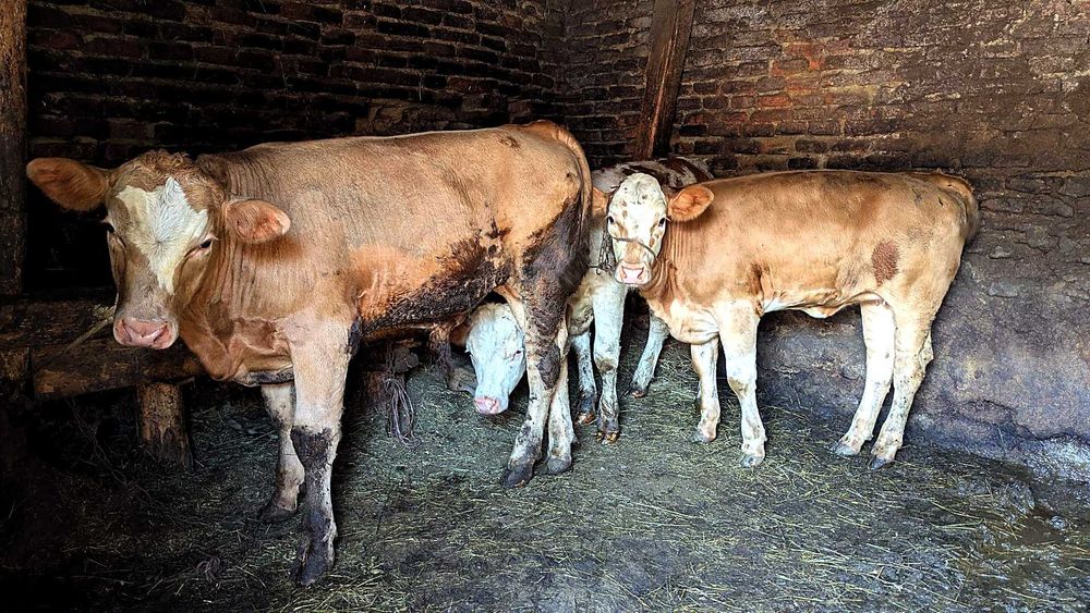 De vânzare viței, tauri, bovine și oi sănătoase! (Pelișor, Sibiu)