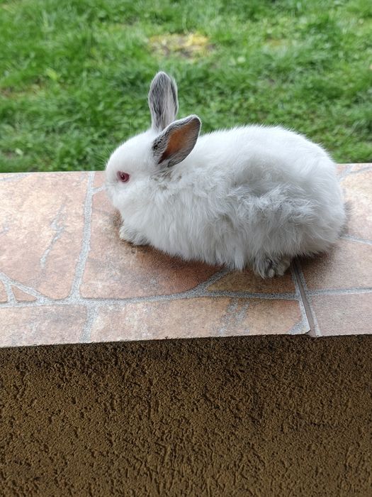 Vând iepuri californieni