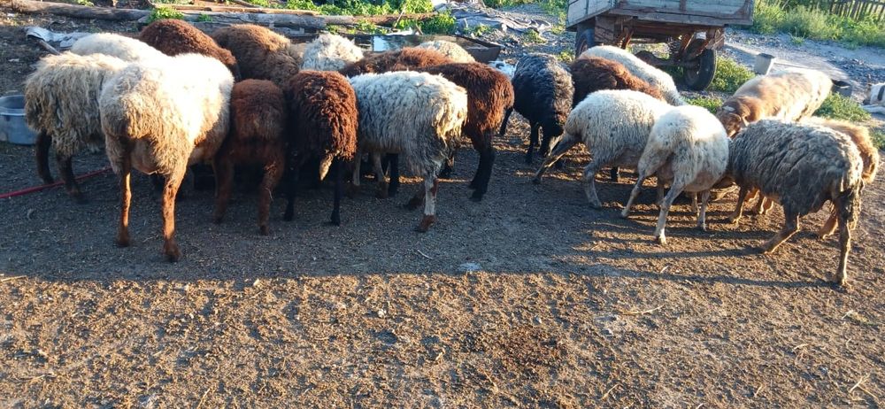 Продам баранов 20 голов