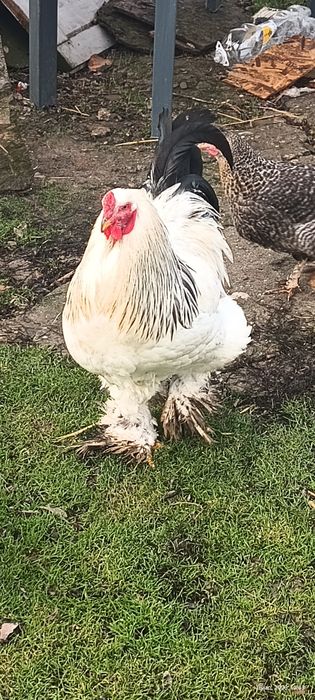 Cocoș Brahma HD h
