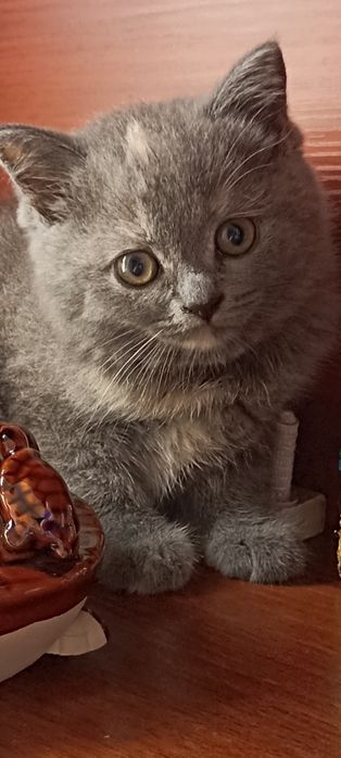 Продается котенок