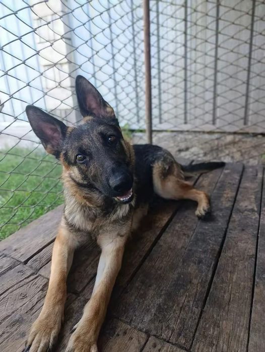 Срочно продам авчарку