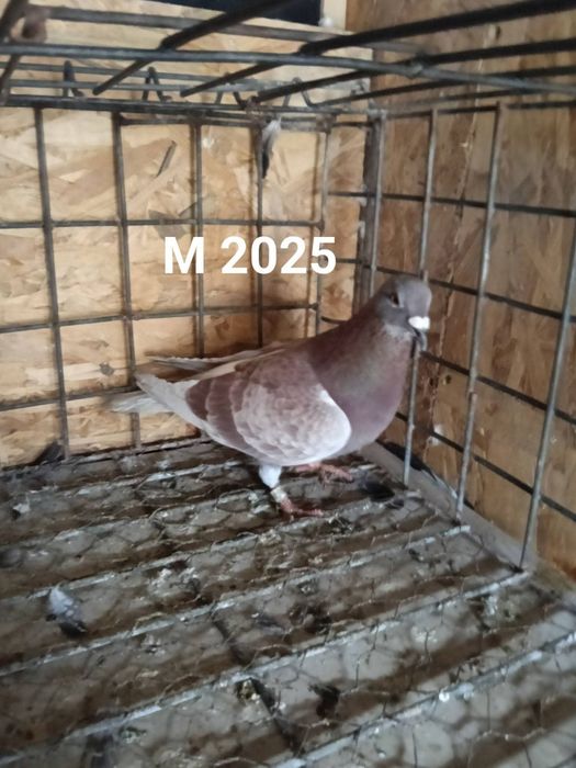 Porumbei voiajori sport