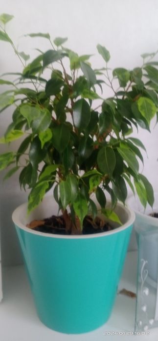 Продам комнатные цветы