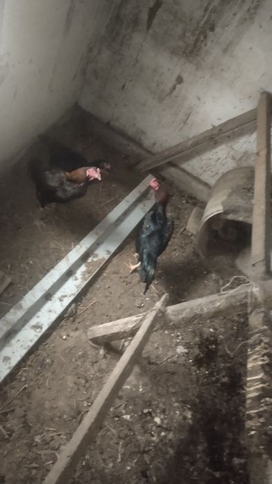 Продам доканов  чисто кровные