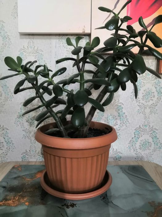 Продам комнатные растения