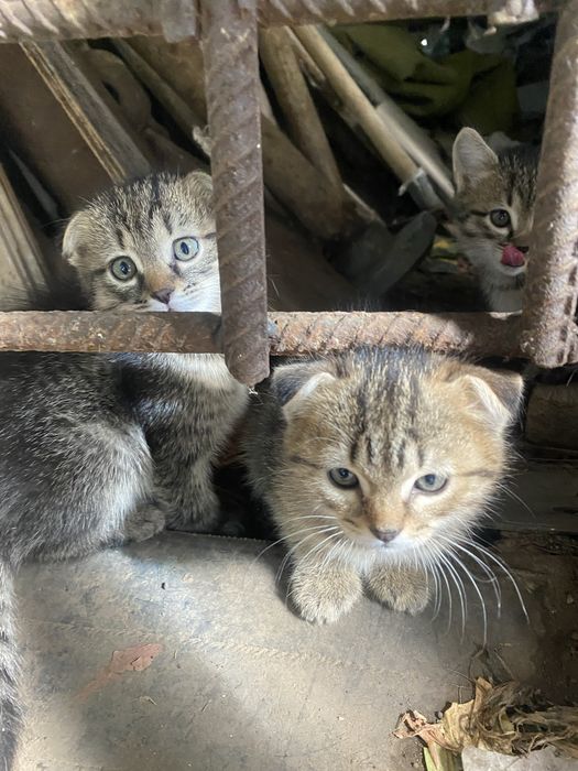 Срочно, котята в добрые пуки