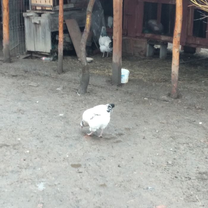 Vînd 2 puicuțe Sussex