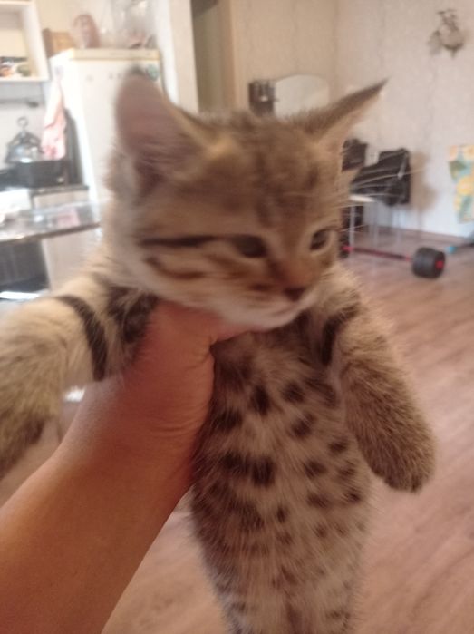 Отдам котят в добрые руки