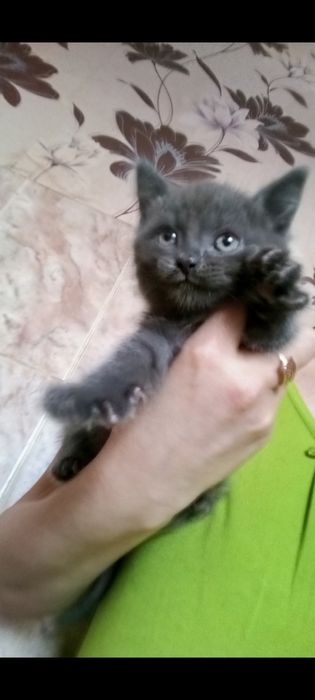 Британский Мальчик 1 месяц 2 недели.