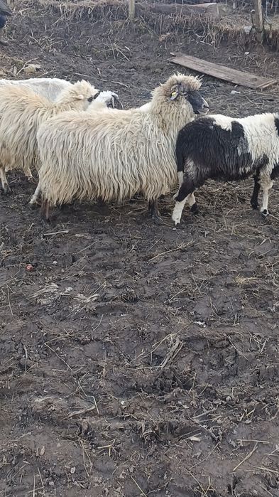 De vânzare 3 noatine breze și 3 oi