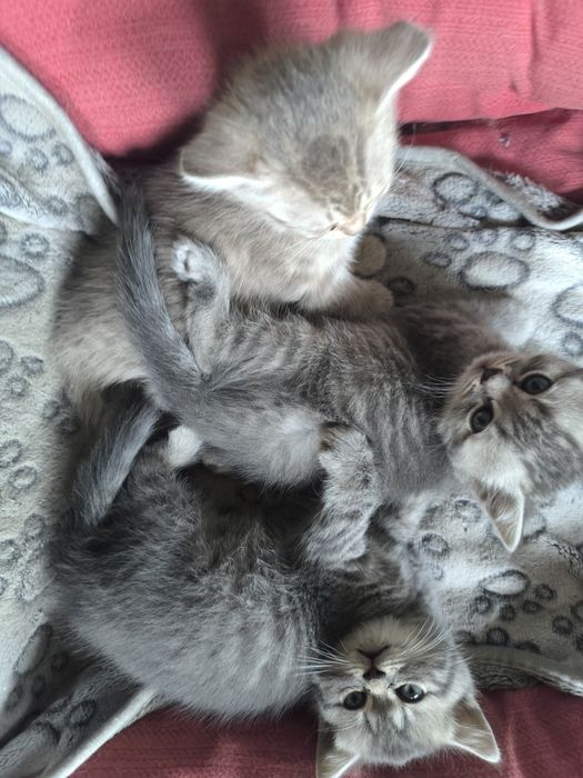 Британские котята