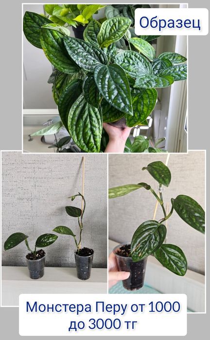 Монстера комнатные цветы