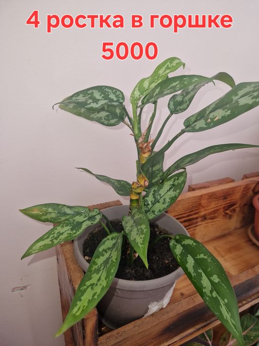 Продам комнатные цветы аглаонема