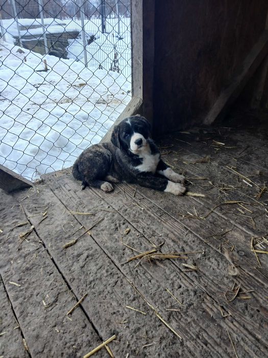 Pui de casa disponibili