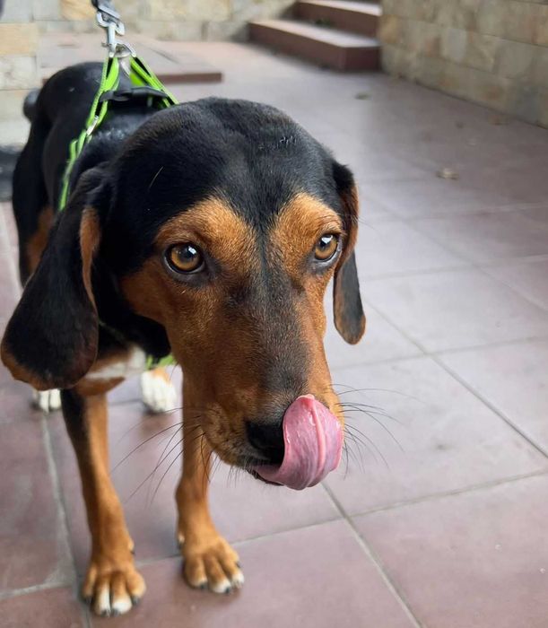 Подарявам женско кастрирано куче. Момиченце на 10 месеца.