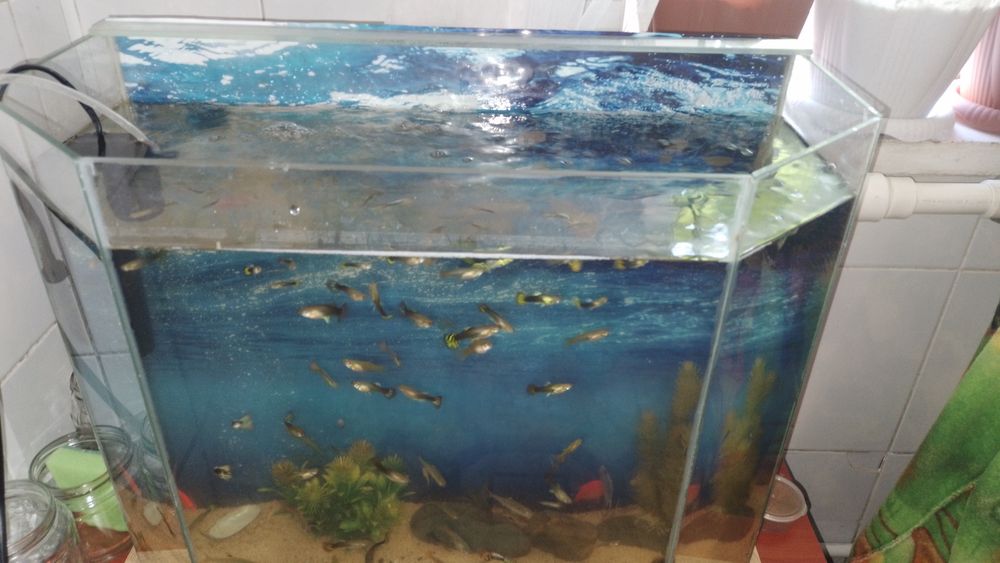 Продам аквариум 50л