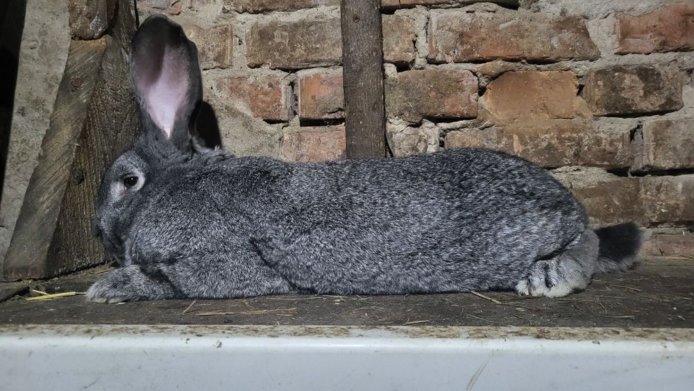 Продам крала..краликав