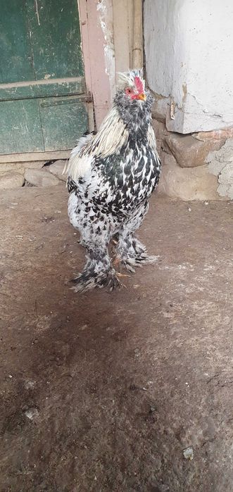 Cocos motat,încălțat,bărbos