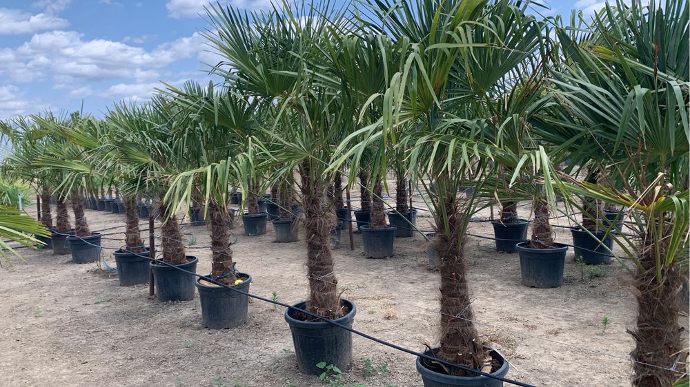 Palmier Tracycarpus Fortunei