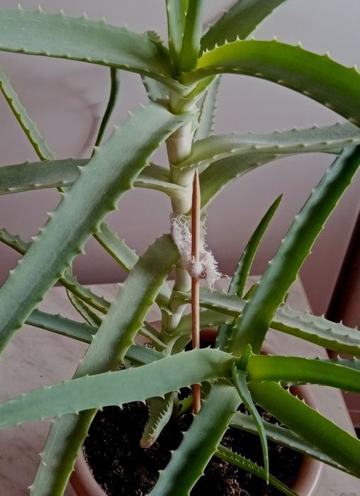 Алоэ лечебный  4 года.