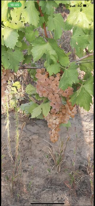 Vand must de calitate,prosus acasă,usor inasprit