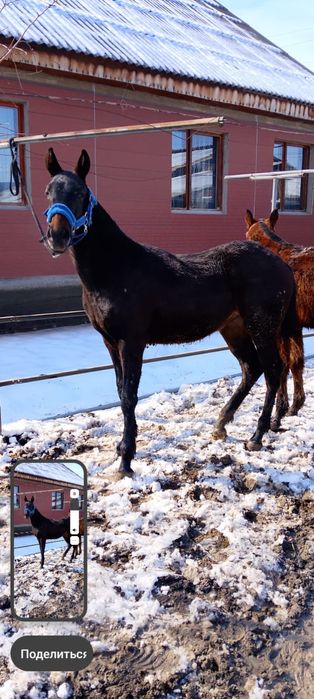 Продам жеребёнка кабылку