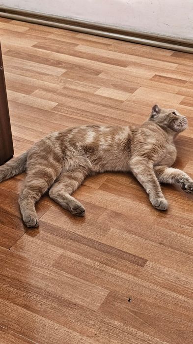 В Добрые руки молодой котик