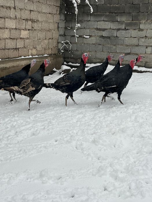 Индюки самцы.    ,