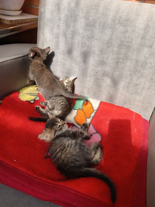 Отдам котят в хорошие руки