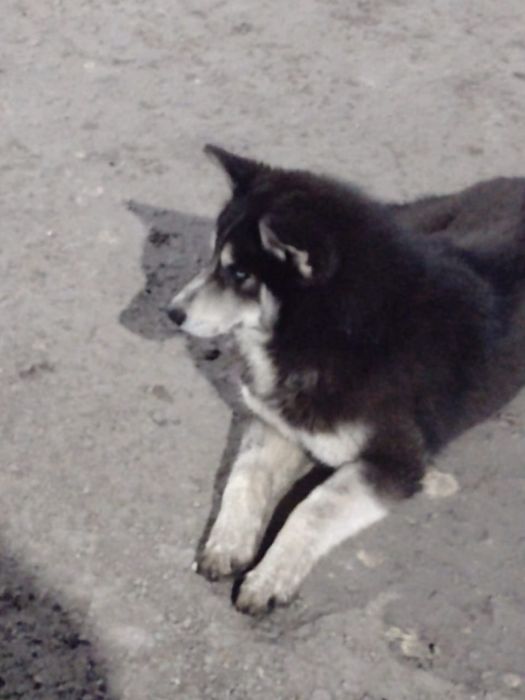 Молодая хаски девочка ищет дом