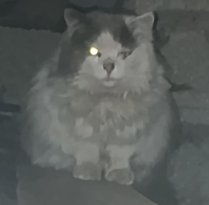 Ищем дом Мурзику