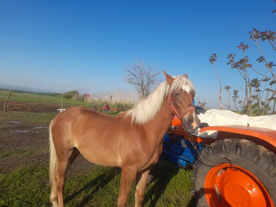 De Vânzare Mânz  din Cai Mari are 11 Luni Fac Schimb Cu Viței Tăurași