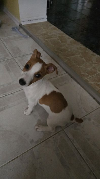 Продавам Джак ръсел