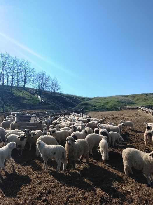 Vând 130 miei brezi