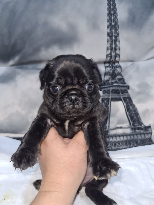 Продам щенков мопса.