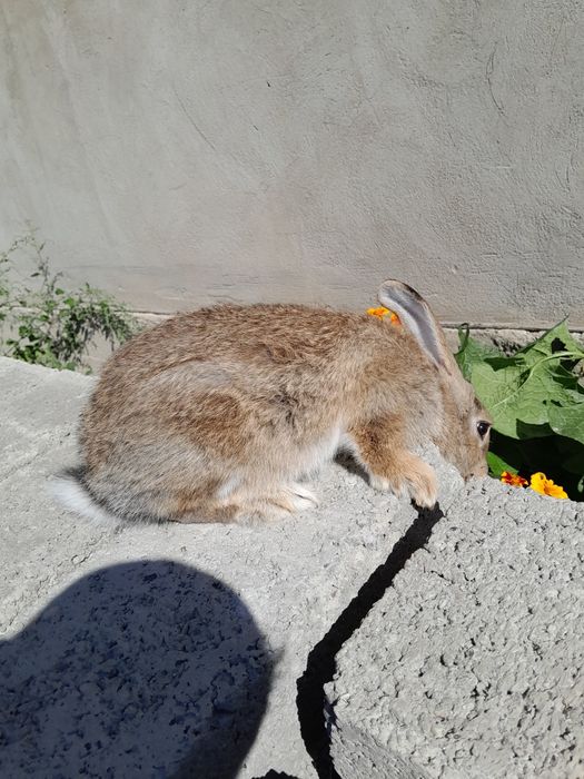 Самка ей 3 месяца