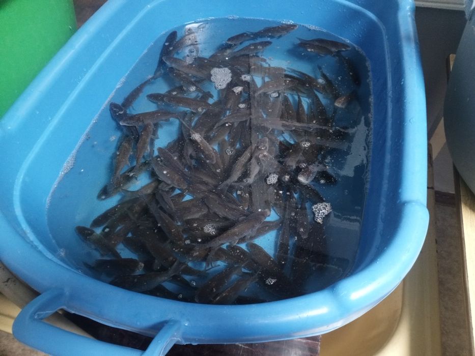 Живец, карасик.  средний и крупный.