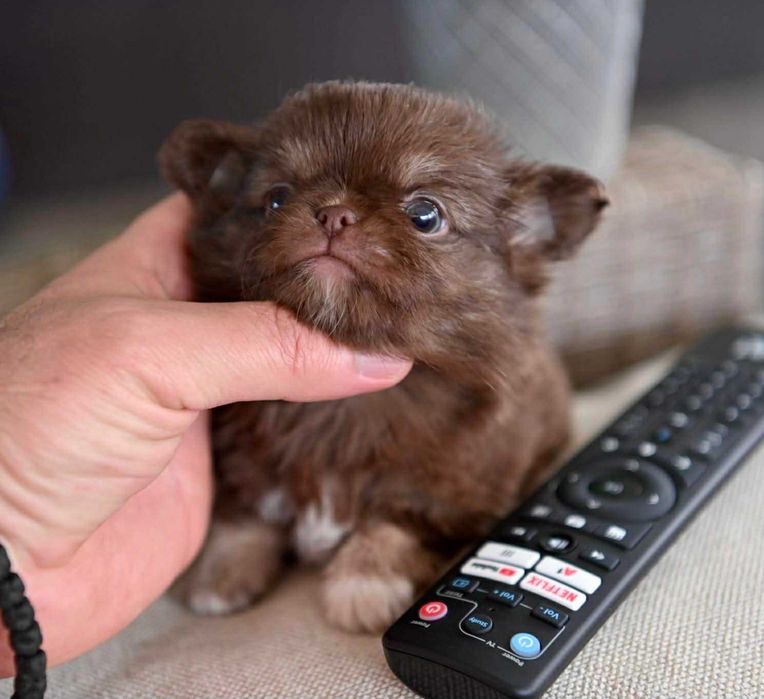 Мъжко дългокосместо миниатюрно шоколадов тен чихуахуа