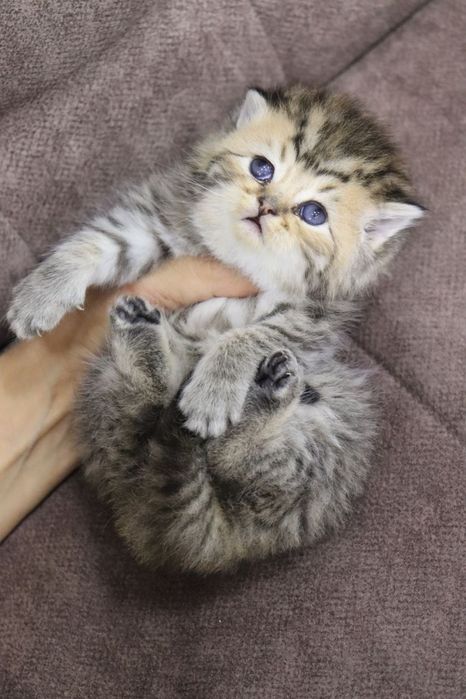 Продаются британские котята