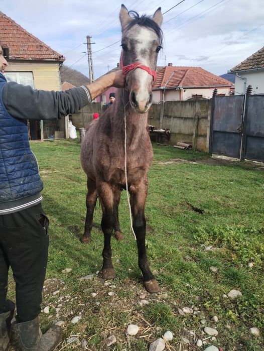 Vând o iapa de 10 ani cuminte și garantată fără defecte și un mânz