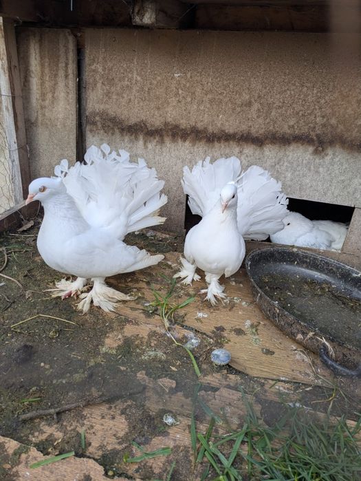 6 voltati indieni și o strasera