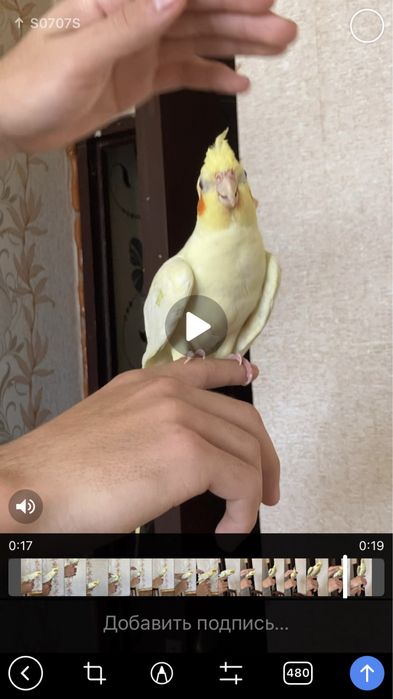 Ruchnoy quwla sotiladi 2 ta bor