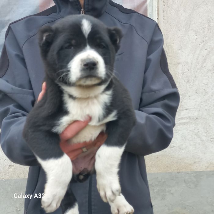 Тоза туркман Алабай сотилади 40кунли