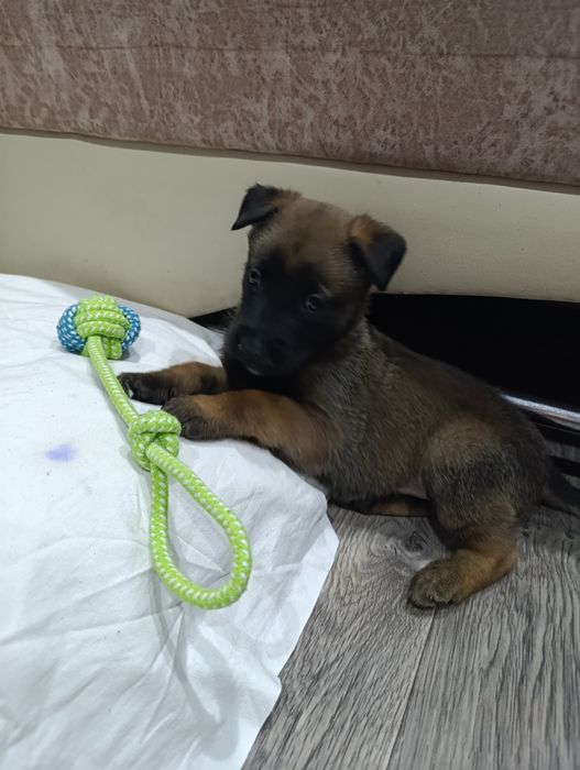 Продам бельгийскую овчарку