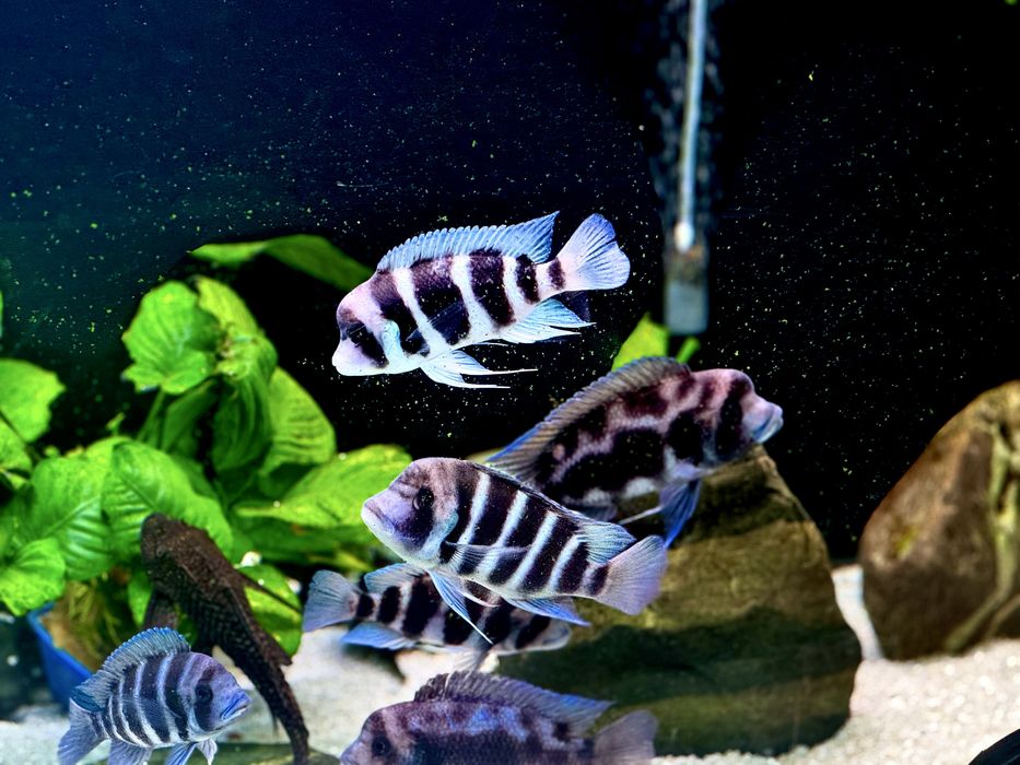 Аквариум Aquael 500л