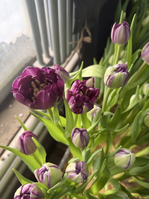 Голландские тюльпаны